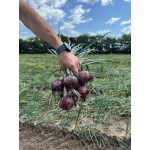 Прімула F1 10000 насіння червоної озимої цибулі, Libra Seeds, Італія